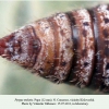 pyrgus melotis pupa2b